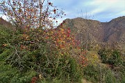 95 Vista in Venturosa con i colori delle rosse bacche della rosa canina